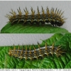 bren daphne larva5 volg3
